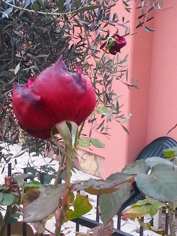 ארקולה Gli Aceri B&B מראה חיצוני תמונה